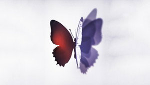 bg-image-low-res