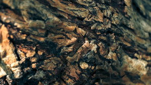bg-image-low-res