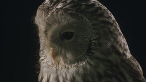 bg-image-low-res