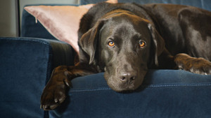 bg-image-low-res