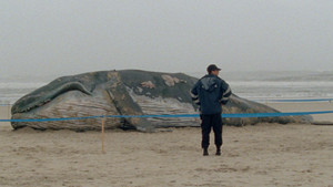 bg-image-low-res