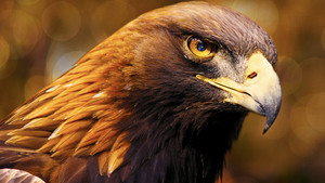 bg-image-low-res