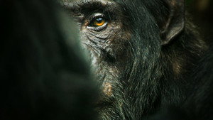 bg-image-low-res